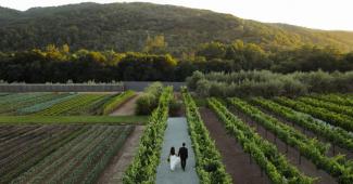 Aerial view of vineyard rows at a vineyard in Morgan Hill CA with guests walking through MOHI Ranch