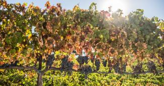 Sunlit vineyard with ripening grapes showcasing scenic wine tasting Hollister CA experience