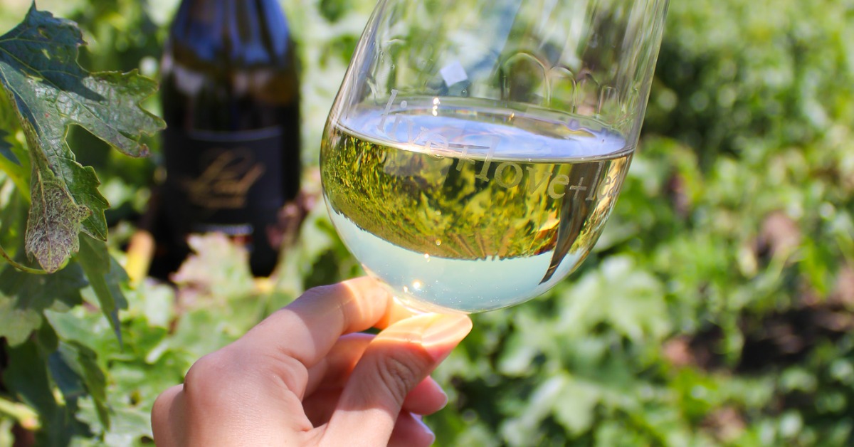 Hand holding glass of white wine in vineyard during wine tasting Hollister CA experience