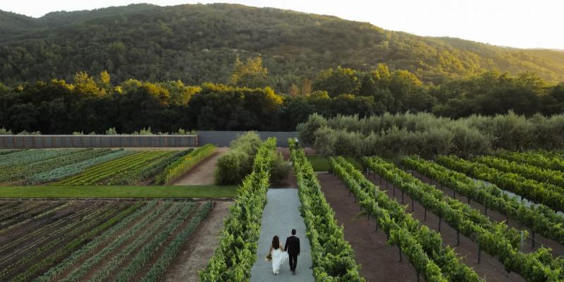 Aerial view of vineyard rows at a vineyard in Morgan Hill CA with guests walking through MOHI Ranch