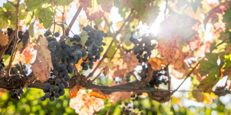 Ripe red wine grapes hanging on the vine at a Morgan Hill CA vineyard during harvest season
