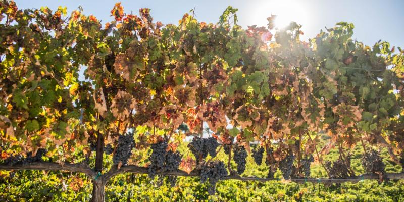 Sunlit vineyard with ripening grapes showcasing scenic wine tasting Hollister CA experience