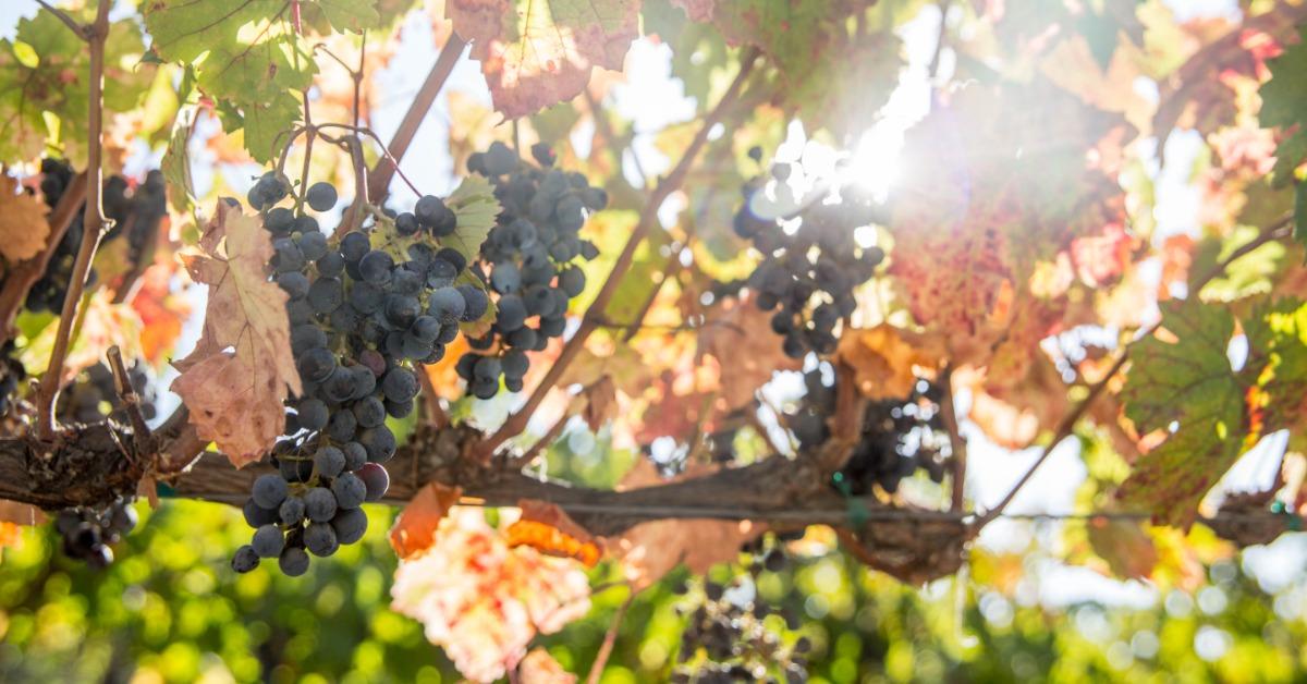 Ripe red wine grapes hanging on the vine at a Morgan Hill CA vineyard during harvest season